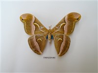 藏品(眉紋天蠶蛾)的圖片